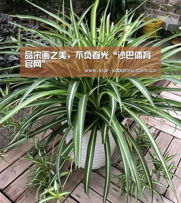 沙巴体育官网